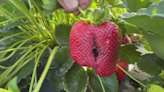 Fresno strawberry farmers see damage to crops after recent rains