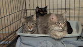 Animals dumped at Franklin Township animal shelter