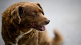 Muere Bobi, el perro más viejo del mundo, a los 31 años