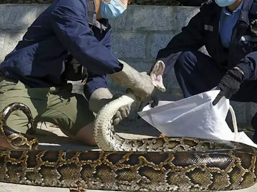 Missing Indonesian woman found inside Python in one piece - Times of India