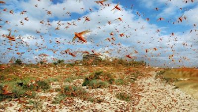 From Locusts To Mealworms: Singapore Food Agency Approves 16 Insects For Human Consumption