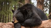 Watch: Black Bear Has Better Burlesque Moves Than Most Dancers