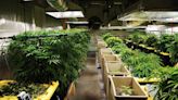 State considers allowing marijuana deliveries to the Vineyard - The Martha's Vineyard Times