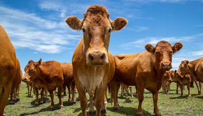 Bird flu detected in Colorado dairy cattle − a vet explains the risks