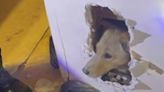 Estados Unidos: Bombeiros resgatam cadela presa dentro de parede