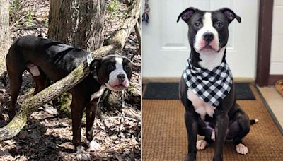 Abandoned Dog Left Strapped to a Tree by His Collar in Connecticut Is Ready For a Loving Home
