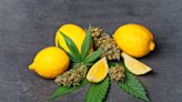 Lemony smoke-it: Citrus-scented weed may make you less paranoid, scientists report