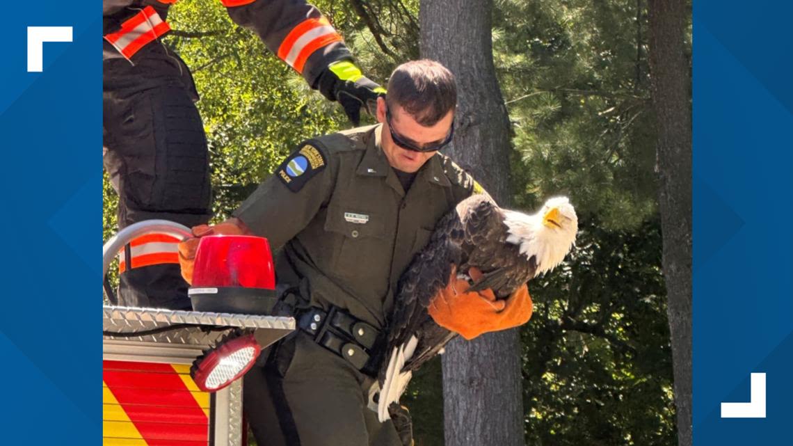 Bald eagle helped at Frank Lloyd Wright’s Graycliff estate