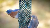 How To Attract Bluebirds To Your Garden, According To An Expert