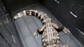 Gator abandonment in Neptune was staged by owner, SPCA said