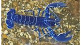 Extremely rare blue lobster found off coast of English village: "Absolutely stunning"