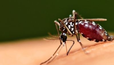 Como 'fábrica' de mosquitos modificados biologicamente pode frear a dengue