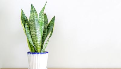 Here's How Often You Should Water Your Snake Plant For Consistent Growth and Bright Leaves