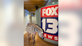 WA businesses poke fun at escaped zebra in North Bend