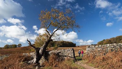 Bradgate Park: National nature reserve status protects ancient rocks