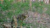 Pennsylvania coyotes have been saddled with myths. Get the facts about the elusive animals