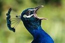 Pfau... Foto & Bild | tiere, zoo, wildpark & falknerei, vögel Bilder ...