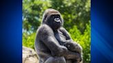 Franklin Park Zoo gorilla Little Joe to undergo medical procedure on eye