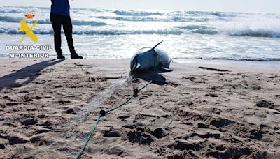 Muere un delfín enredado en unas redes de pesca en la playa de El Perelló (Valencia)