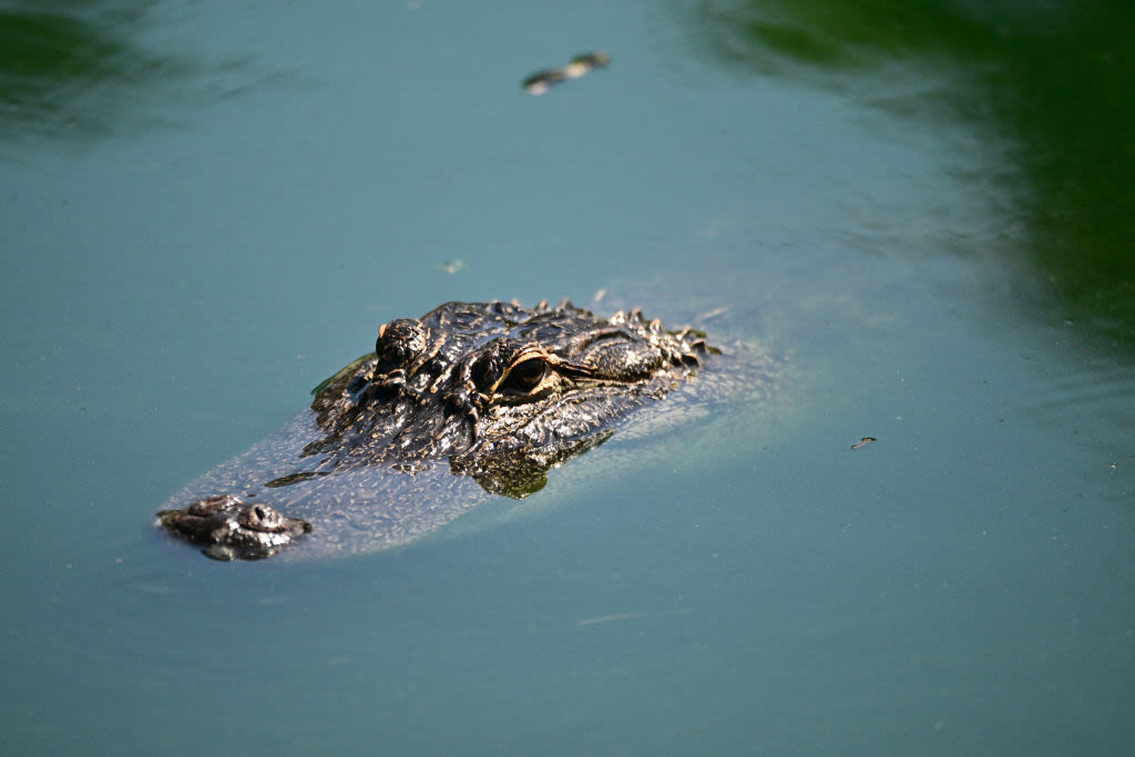 Woman attacked by 8-foot alligator in Hillsborough River: FWC