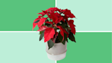 Are poinsettias poisonous to dogs? How toxic are poinsettias to your pet
