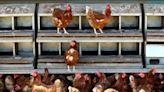 Philippines Bans Bird Imports From Australia Over Bird Flu