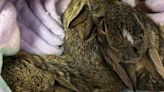 Wallingford animal control posts ‘dos and don’ts’ of helping wildlife after cottontail drop off