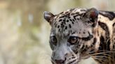 Clouded leopard is found at Dallas Zoo after hours on the loose