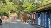 Camels stepped out for a stroll, and a run, through Cedar Point, videos show