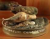 Castoreum