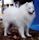 Samoyed dog