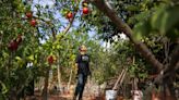 He turned his weed-filled yard into a low-water jungle of fruit trees