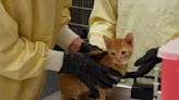 Nearly 40 cats rescued from closed motel, HSPPR needs help