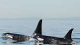 Stop calling the killer whale encounters with boats 'attacks'