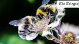 Experts warn of bumblebee decline after record rainfall in spring