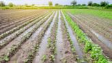 Scientists discover potential method to make crops flood-tolerant: 'One of the biggest problems of present-day agriculture'