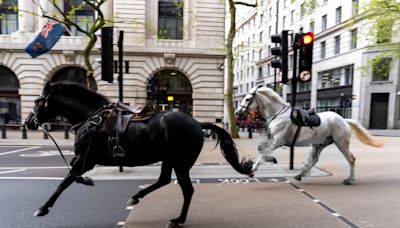 影/軍馬失控狂奔倫敦街頭「渾身血」撞車釀5人受傷 英國防部長：實屬罕見