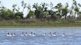 Encuesta: más del 95% nota extinción en la fauna de las islas entrerrianas