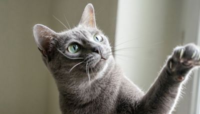 15 Popular Grey Cat Breeds That Are Sure to Steal Your Heart