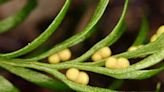 'Innocuous-looking' fern wins world record for largest genome
