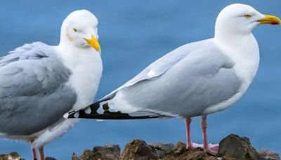 Sea bird shootings are 'barbaric', charity says