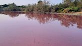 El calor vuelve a teñir de rosa una de las lagunas de l'Albufera