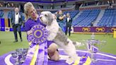 Buddy Holly the Petit Basset Griffon Vendéen Wins Best in Show at the 2023 Westminster Dog Show