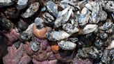 After 21 sickened by biotoxin, sweeping shellfish closures issued for Oregon Coast