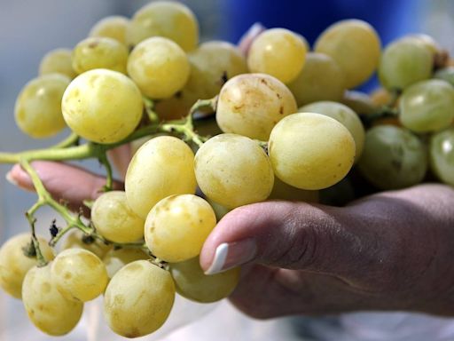 Roban uvas, melones y camotes a agricultores del centro de CA. Qué dice la ley