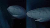 Captan en video increíble tiburón de Groenlandia de más de 300 años en el fondo del mar