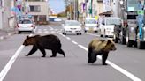 Why Japan is looking to ease laws around shooting bears