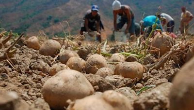 Día Internacional de la Papa: productores nacionales necesitan financiamiento