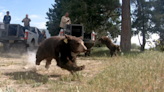 Orphaned black bear siblings returned to San Bernardino National Forest