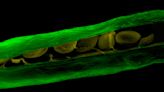 Scientists make incredible find when observing way plants react to pests: 'Could potentially be used to develop new crop treatments to arm the plants'